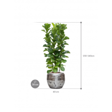 Ficus lyrata 'Bambino' in Baq Opus Raw