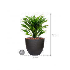 Dracaena fragrans 'Compacta' in Refined