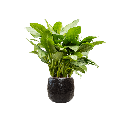 Растение в кашпо Aglaonema 'Freedman' in Marly