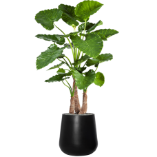 Alocasia calidora in Fiberstone