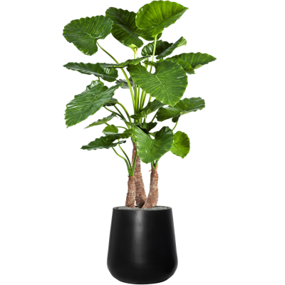 Растение в кашпо Alocasia calidora in Fiberstone