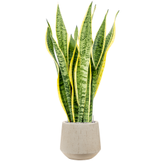 Sansevieria trifasciata 'Laurentii' in Baq Raindrop