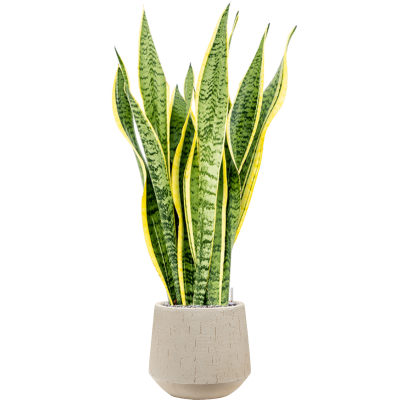 Растение в кашпо Sansevieria trifasciata 'Laurentii' in Baq Raindrop