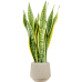 Растение в кашпо Sansevieria trifasciata 'Laurentii' in Baq Raindrop