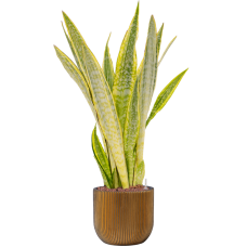 Sansevieria trifasciata 'Lauren' in Capi Nature Groove