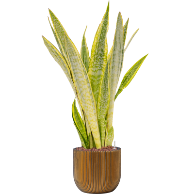 Растение в кашпо Sansevieria trifasciata 'Lauren' in Capi Nature Groove