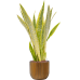 Растение в кашпо Sansevieria trifasciata 'Lauren' in Capi Nature Groove