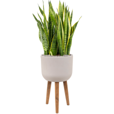 Sansevieria trifasciata 'Laurentii' in Refined Retro Feet