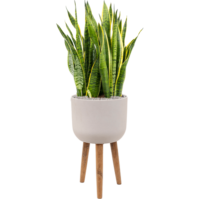 Растение в кашпо Sansevieria trifasciata 'Laurentii' in Refined Retro Feet