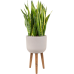 Растение в кашпо Sansevieria trifasciata 'Laurentii' in Refined Retro Feet