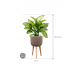 Растение в кашпо Dieffenbachia seguine 'Maroba' in Refined Retro With Feet