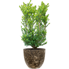 Ilex crenata 'Dark Green' in Baq Lava