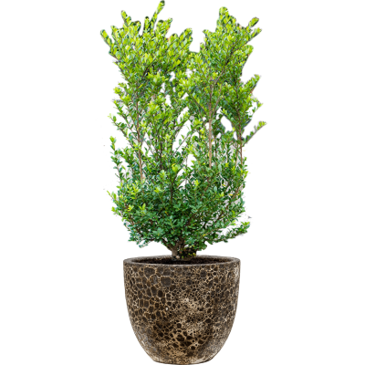 Растение в кашпо Ilex crenata 'Dark Green' in Baq Lava