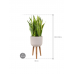 Растение в кашпо Sansevieria trifasciata 'Laurentii' in Refined Retro Feet