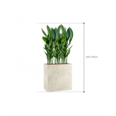 Aspidistra elatior in Grigio