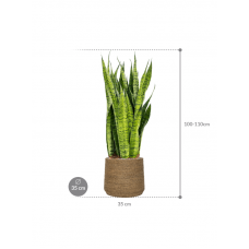 Sansevieria zeylanica in Bohemian