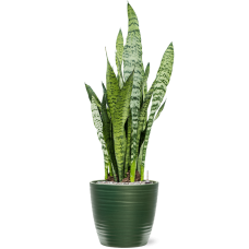 Sansevieria zeylanica in Groove