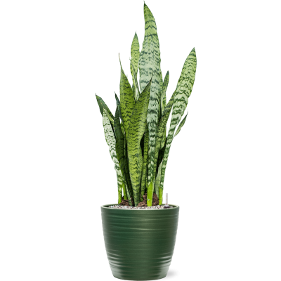 Растение в кашпо Sansevieria zeylanica in Groove