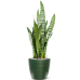 Растение в кашпо Sansevieria zeylanica in Groove