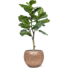 Ficus lyrata in Baq Opus Hammered