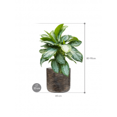 Aglaonema 'Silver Bay' in Baq Luxe Lite Universe Wrinkle