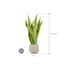 Sansevieria trifasciata 'Laurentii' in Baq Raindrop