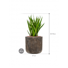 Sansevieria kirkii in Baq Luxe Lite Universe Waterfall