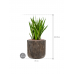 Растение в кашпо Sansevieria kirkii in Baq Luxe Lite Universe Waterfall