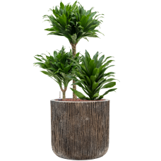 Dracaena fragrans 'Compacta' in Baq Luxe Lite Universe