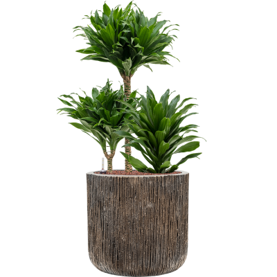 Растение в кашпо Dracaena fragrans 'Compacta' in Baq Luxe Lite Universe