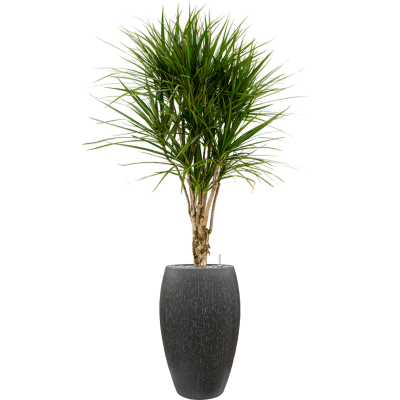 Растение в кашпо Dracaena marginata in Baq Raindrop