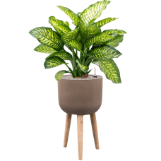 Dieffenbachia seguine 'Maroba' in Refined Retro With Feet