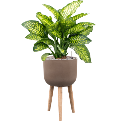 Растение в кашпо Dieffenbachia seguine 'Maroba' in Refined Retro With Feet