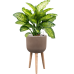 Растение в кашпо Dieffenbachia seguine 'Maroba' in Refined Retro With Feet