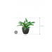 Растение в кашпо Philodendron 'Narrow' in Baq Raindrop