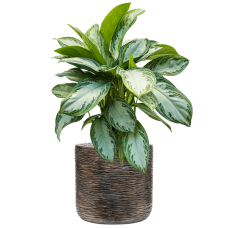 Aglaonema 'Silver Bay' in Baq Luxe Lite Universe Wrinkle