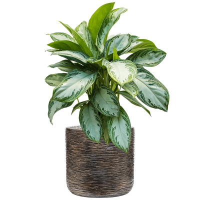 Растение в кашпо Aglaonema 'Silver Bay' in Baq Luxe Lite Universe Wrinkle