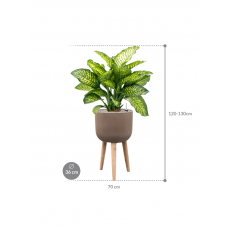 Dieffenbachia seguine 'Maroba' in Refined Retro With Feet