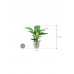 Растение в кашпо Spathiphyllum 'Sensation' in Grigio