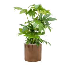 Fatsia japonica in Cylinder