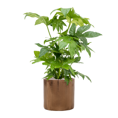 Растение в кашпо Fatsia japonica in Cylinder