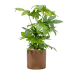 Растение в кашпо Fatsia japonica in Cylinder