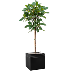 Ficus cyathistipula in Baq Line-Up