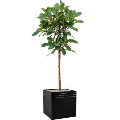 Растение в кашпо Ficus cyathistipula in Baq Line-Up