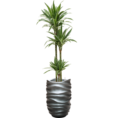 Растение в кашпо Dracaena deremensis 'Warneckei' in Baq Gradient Lee