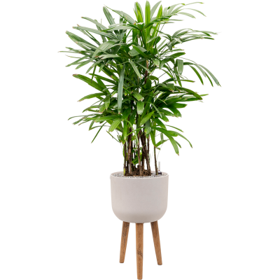 Растение в кашпо Rhapis excelsa in Refined Retro With Feet