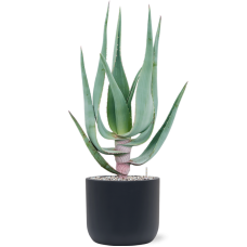 Aloe comosa in Baq Ease