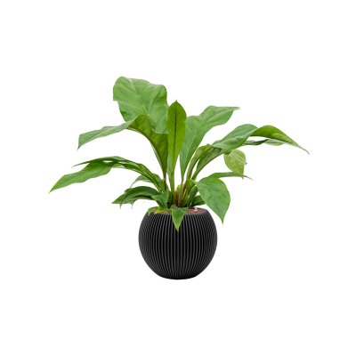 Растение в кашпо Anthurium elipticum 'Jungle bush' in Capi Nature Groove