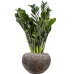 Растение в кашпо Zamioculcas zamiifolia 'Super Nova' in Baq Luxe Lite