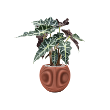 Alocasia 'Polly' in Capi Nature Groove Special